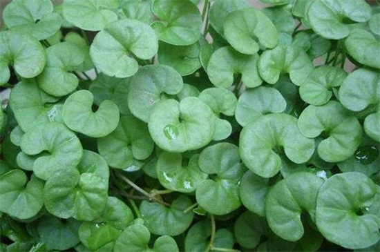 四种野菜是杂草,400种野草图片大全