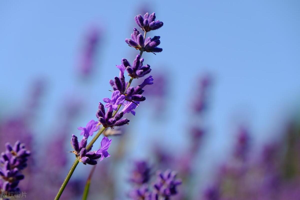 夏季室内适合养什么植物驱蚊虫,蚊虫多适合在室内养什么植物