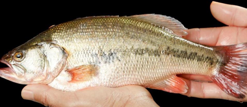 鲈鱼怎么区分海鲈还是河鲈,鲈鱼为什么比海鲈便宜