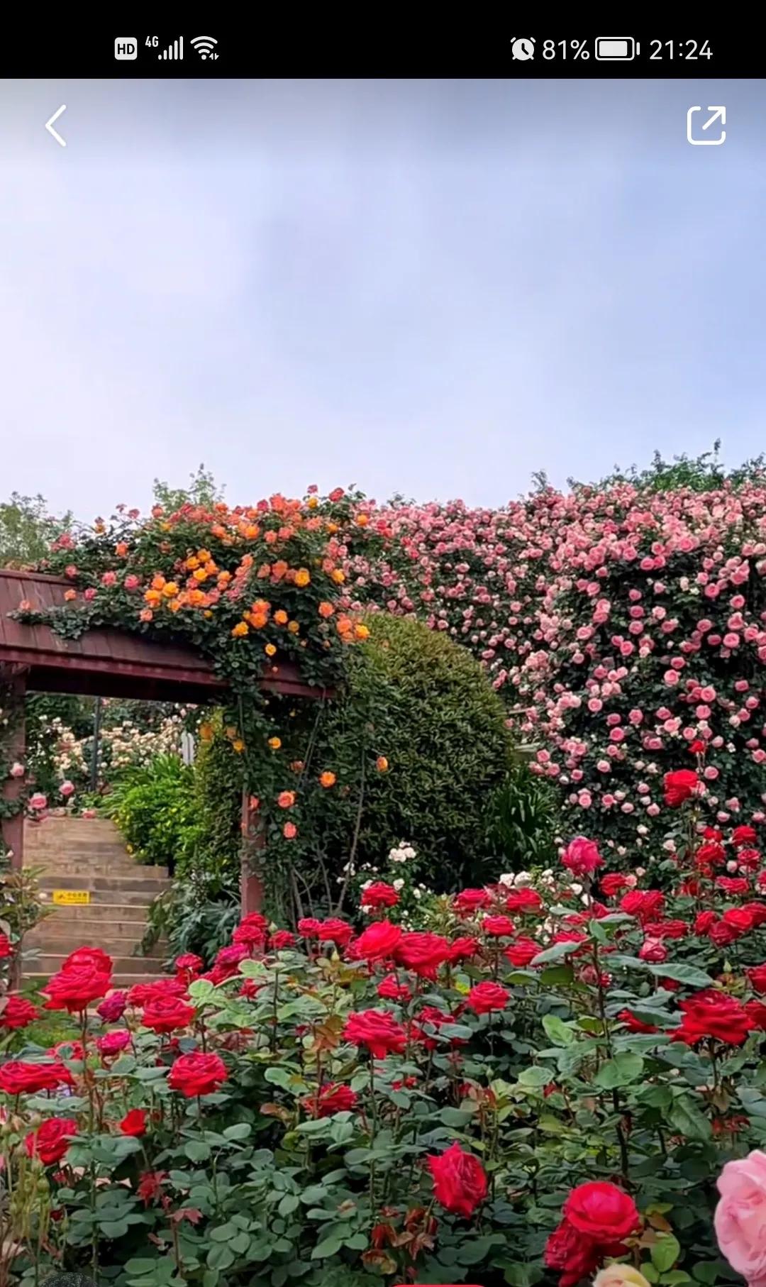 15天健康减肥能减多少,哈佛减肥28天食谱