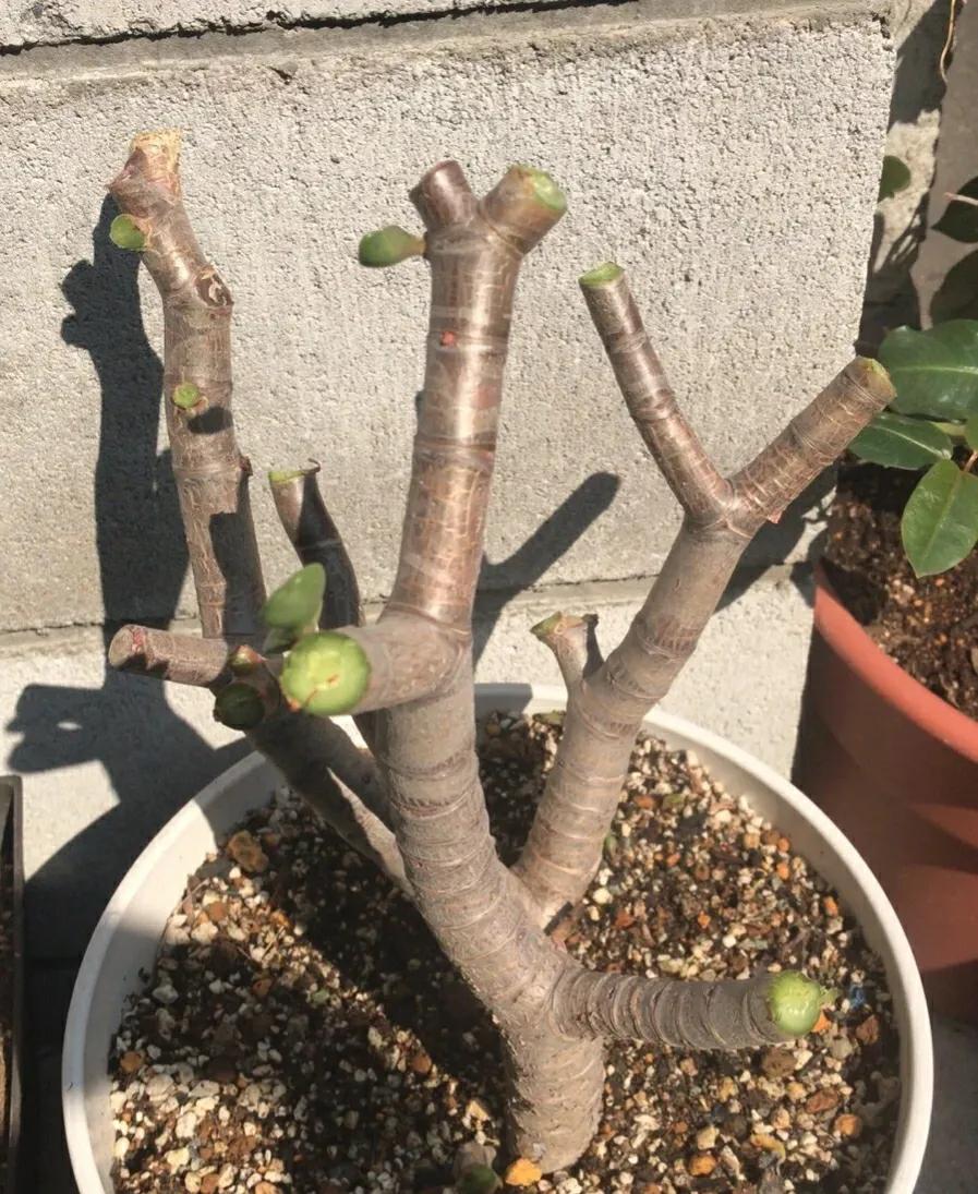 干枯掉落的玉树怎么修剪,给玉树修枝