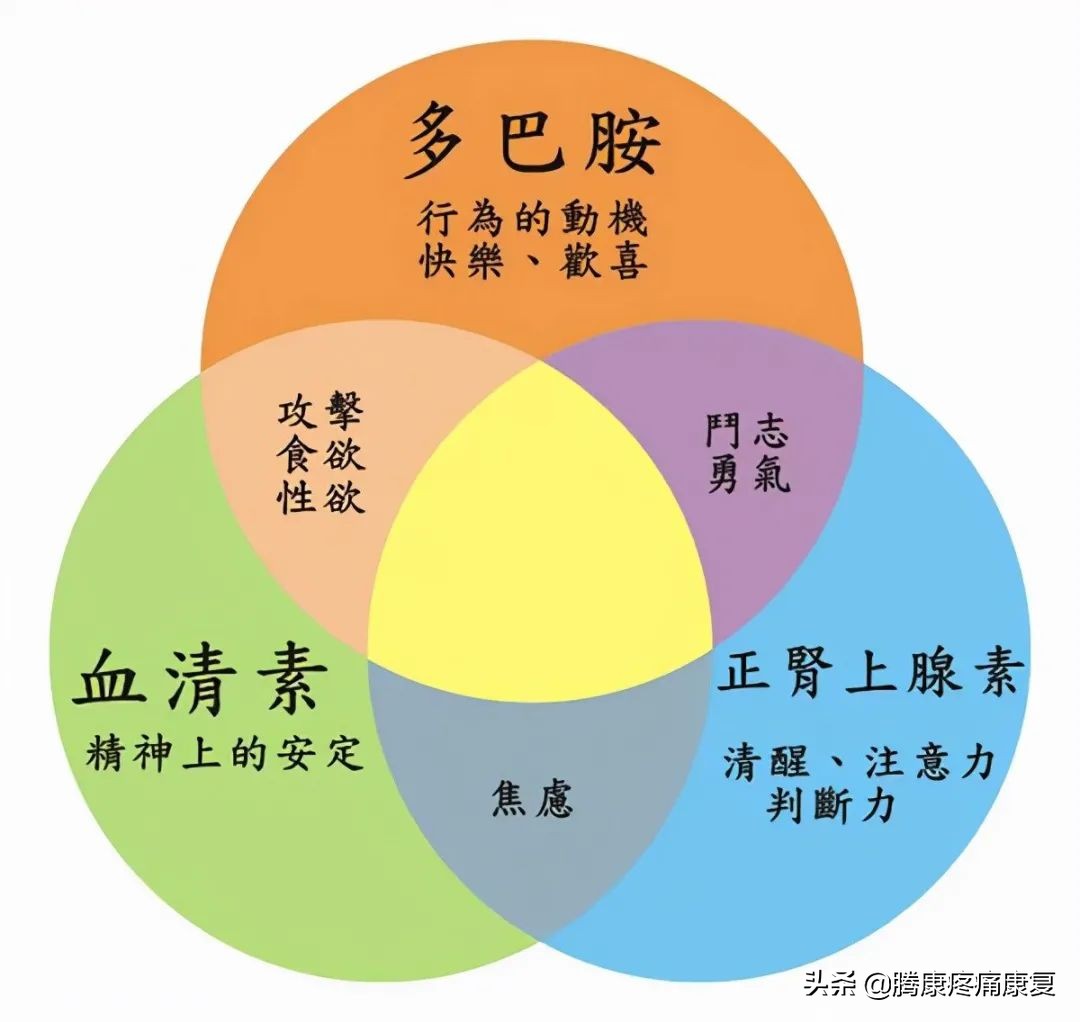 人的情绪为什么会影响肠胃功能,情绪产生的神经生理机制