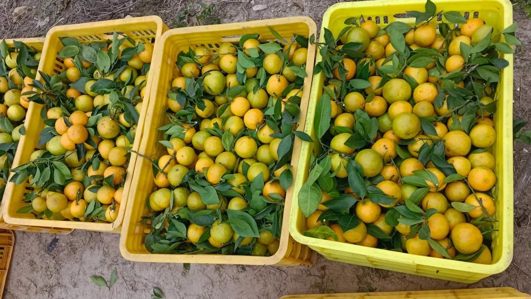 妇女创业干劲十足喜迎“柑”甜幸福生活