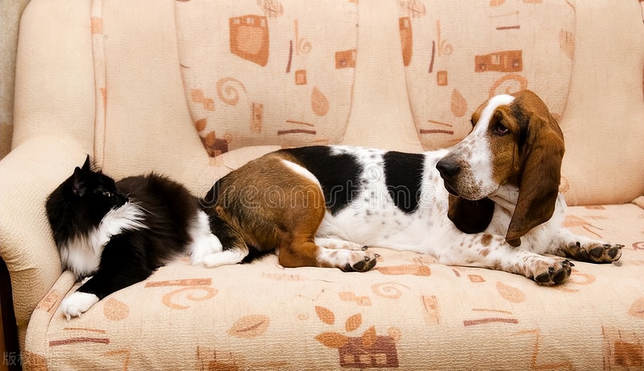 治疗跳蚤蜱虫用什么药最好,怎么彻底解决跳蚤蜱虫