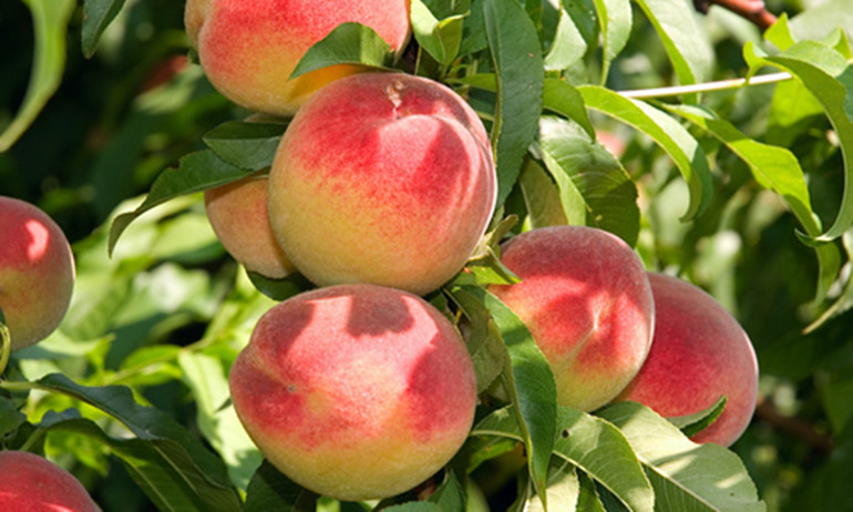 哪种水果是我国的本土水果,以下哪种水果是我国的本土水果