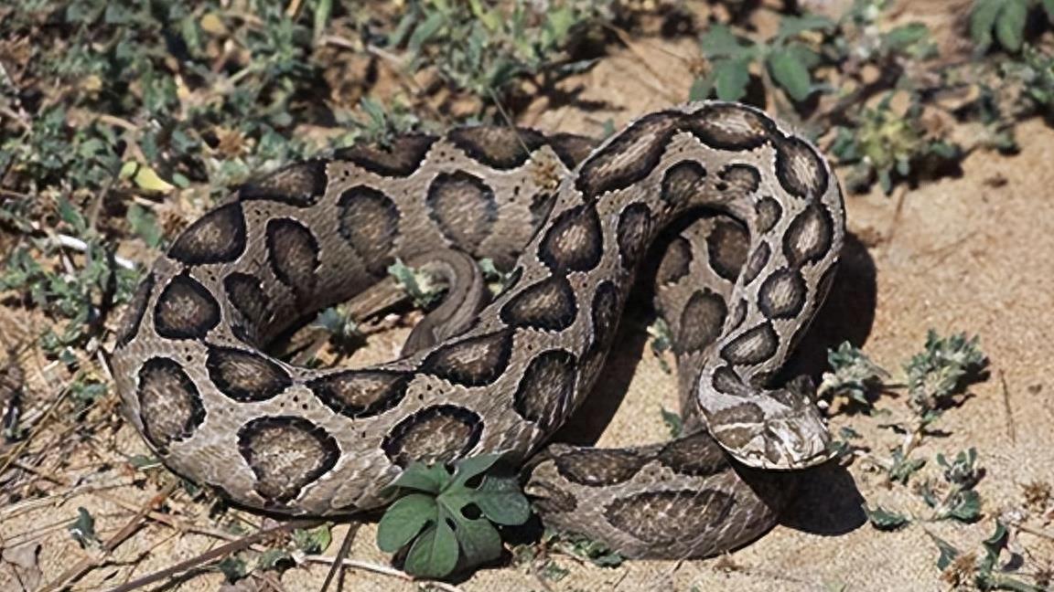 蝰蛇咬伤,被蝰蛇咬伤后的处理方法