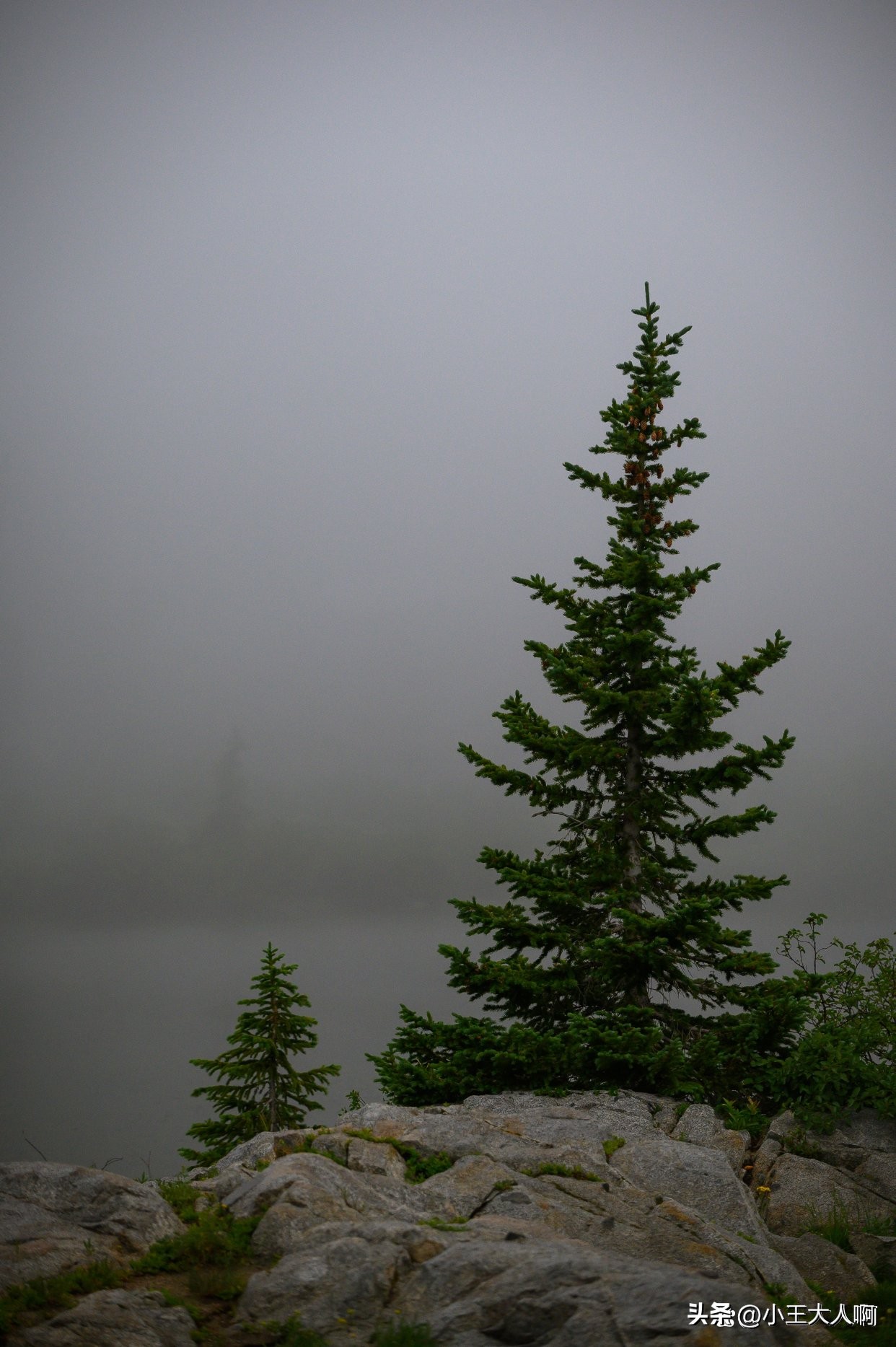 死了的松树为什么不能烧,死松树为什么要销毁