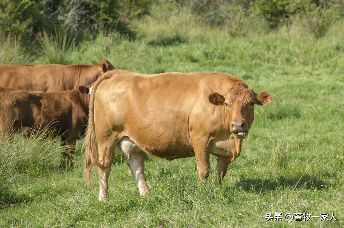 牛玩舌头是什么病用什么药,牛木舌病的症状及治疗