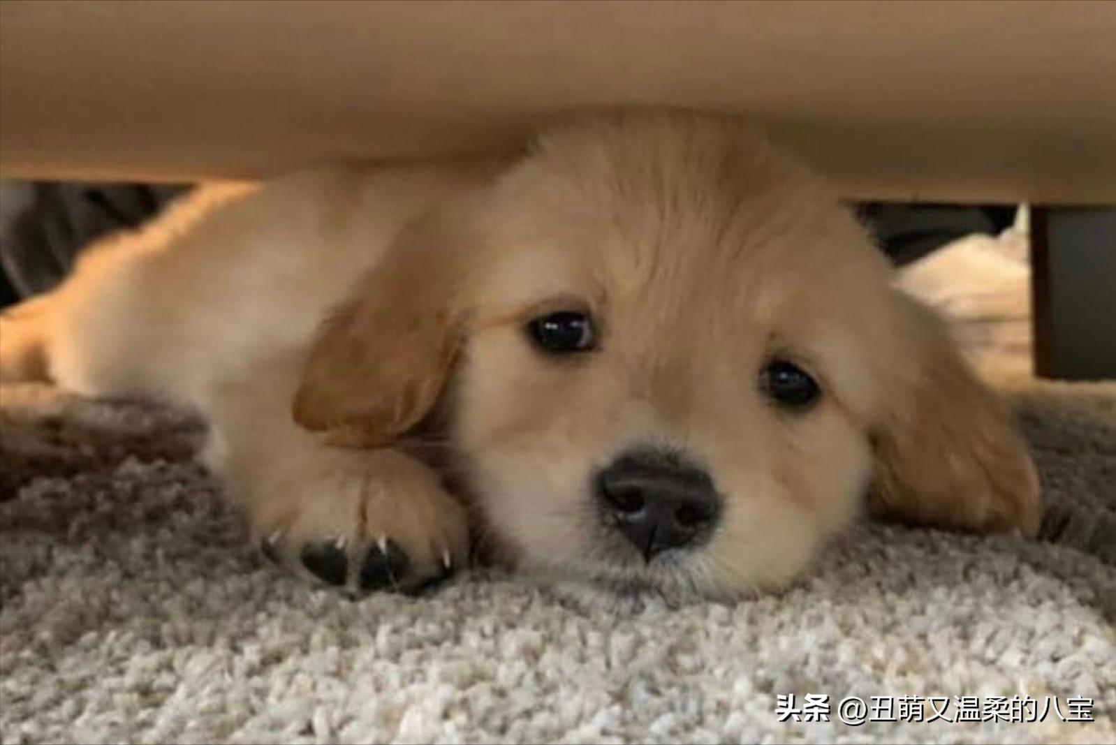 金毛犬可以吃饭吗,金毛犬不吃食用什么药