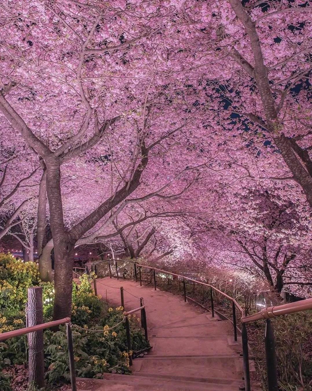 武汉大学被誉为最美大学主要不在于樱花，而在于其建筑和山水园林