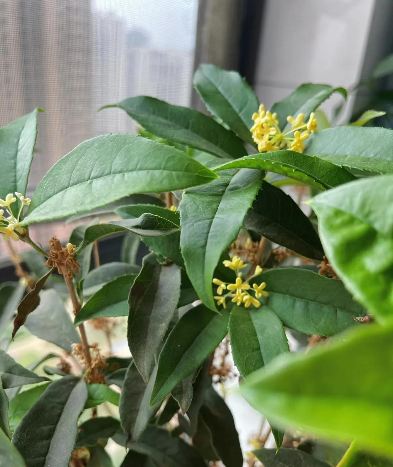 俗语“屋里有三花，非富即贵家”，说的是什么花？看你家有没有？