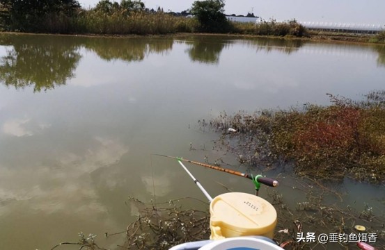 春分钓鲫鱼用多长的竿,春分后钓鲫鱼用什么饵料搭配
