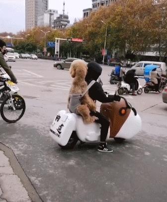 十大不建议新手养的狗,什么狗最好养又听话又便宜小型犬