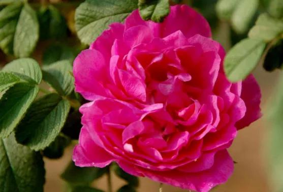 马博士中医养生,马博士护肤官方旗舰店