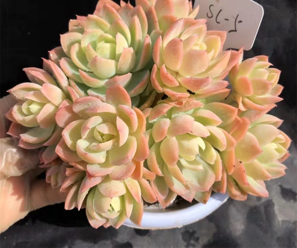 南方最好养的多肉法师品种,适合南方养的多肉有哪些