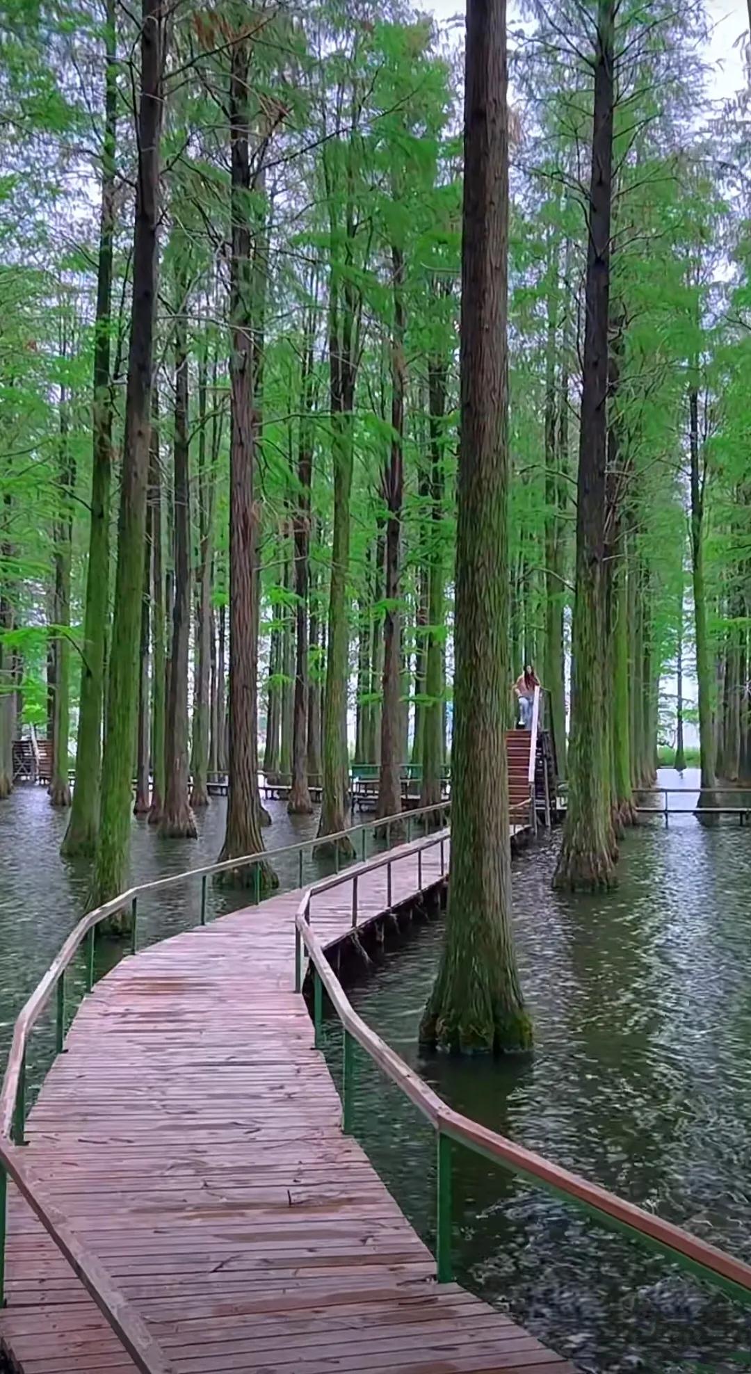扬州渌洋湖湿地,江苏扬州渌洋湖湿地公园