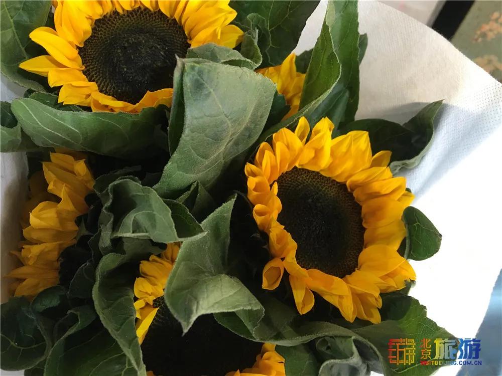 京南永清花卉批发市场,京南花卉批发市场