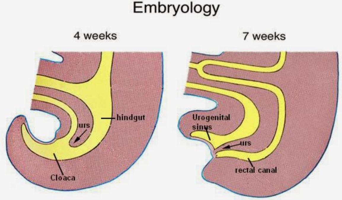 动物几个特殊的排泄器官,每种动物都有排尿系统
