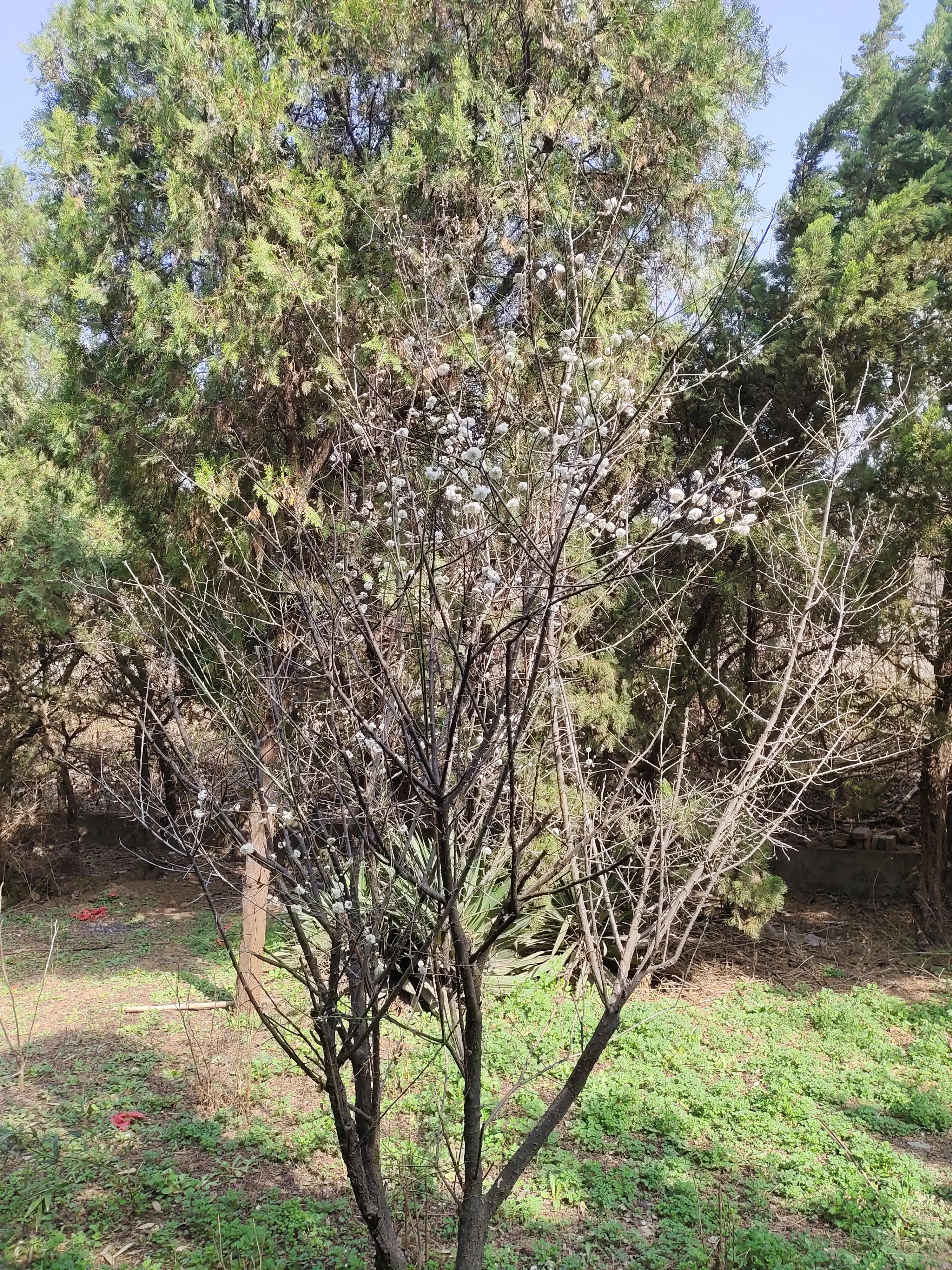 素菜中的荤,素中之荤食物有哪些