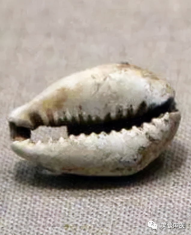 高血压要药：中药紫贝齿，曾比黄金值钱！缅怀杨大绮先生