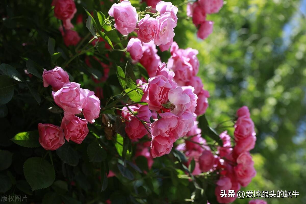 生如夏花灿烂的时候,生如夏花绚烂绽放歌曲视频