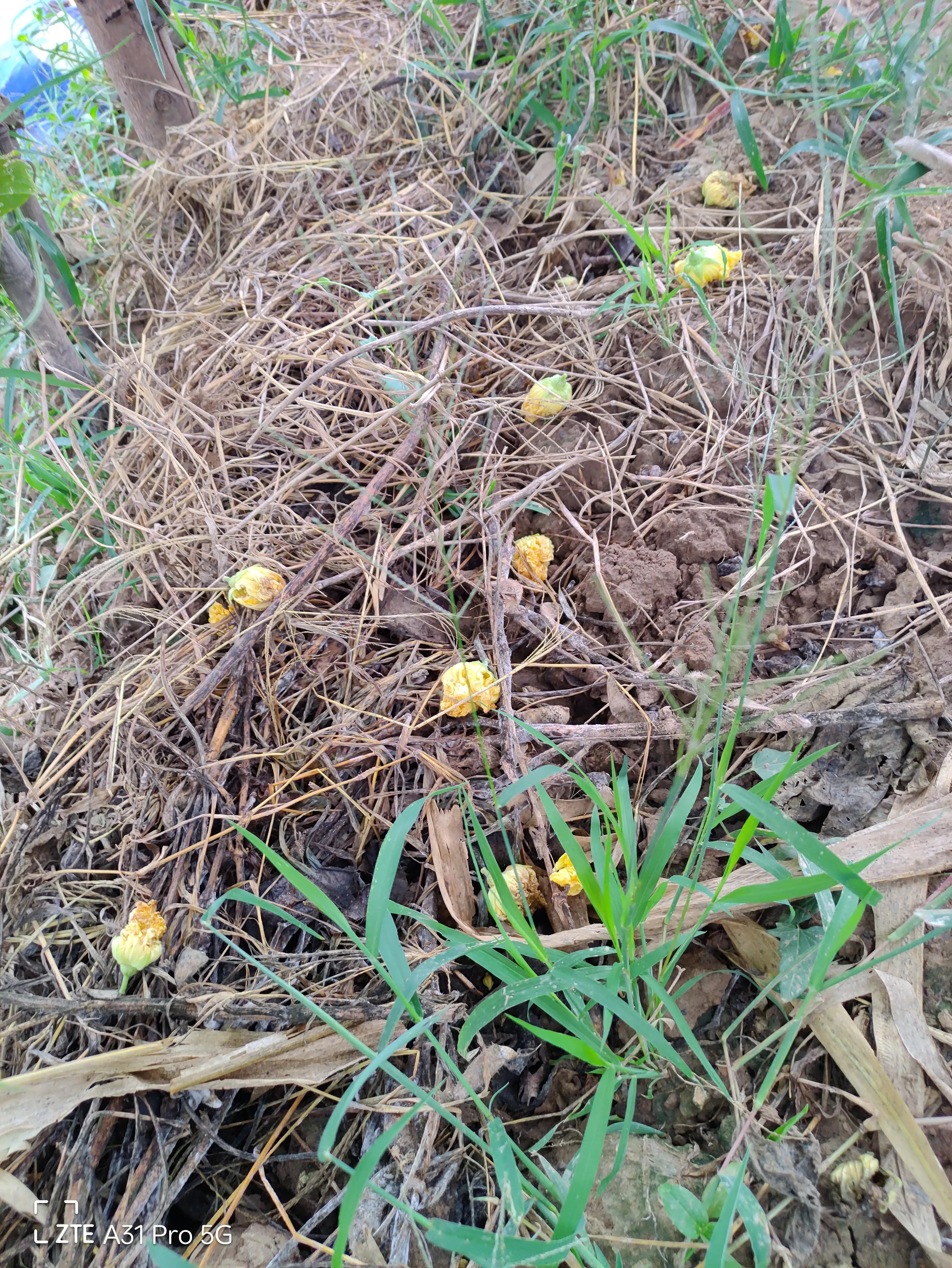 落花生的原名,落花生是什么意思