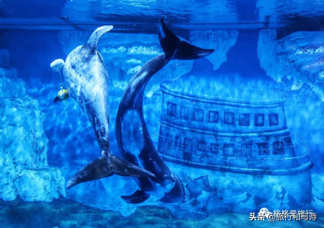 大连老虎滩海洋公园停车场,大连老虎滩海洋公园租轮椅