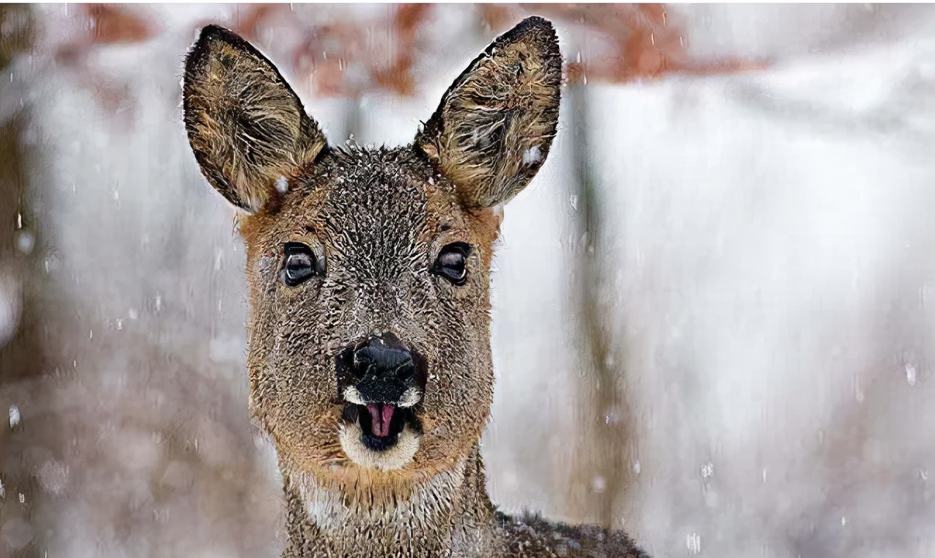 为什么说傻狍子是东北第一大神兽,中国第一神兽傻狍子到底有多傻