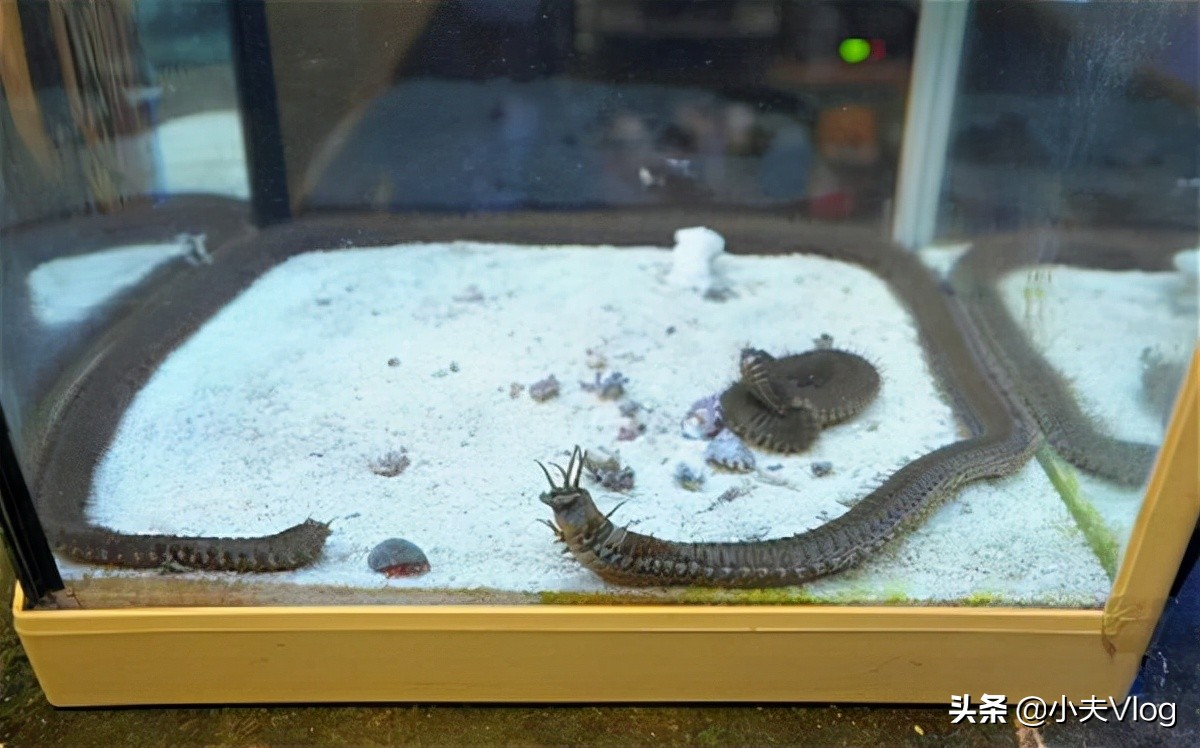 世界上最奇特的长毛的动物,世界上长得最多毛的动物