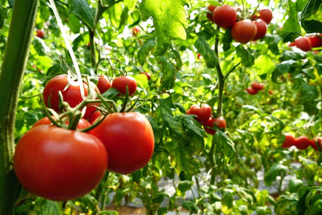 又酸又甜味道浓郁的西红柿,西红柿儿时口感