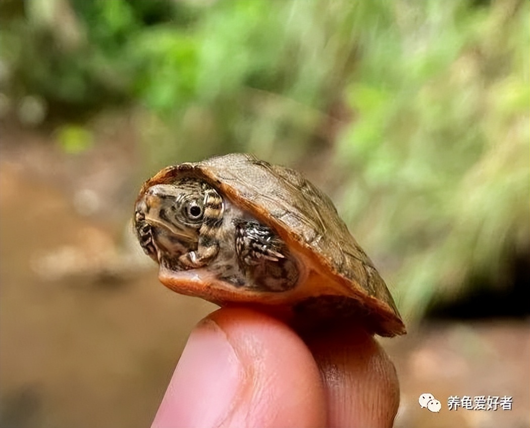 亚洲巨龟养几个,指甲盖大的龟