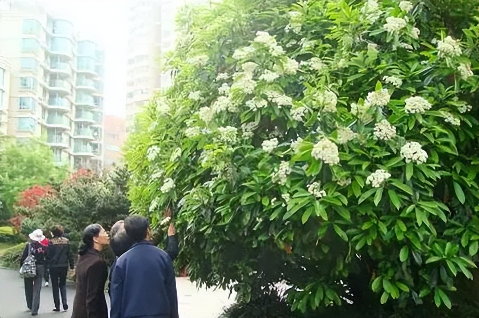 石楠花为什么种这么多,石楠花很臭为什么会大面积种植