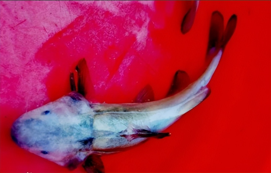 价格比较高名贵的鱼,常见淡水鱼大全钓友值得收藏