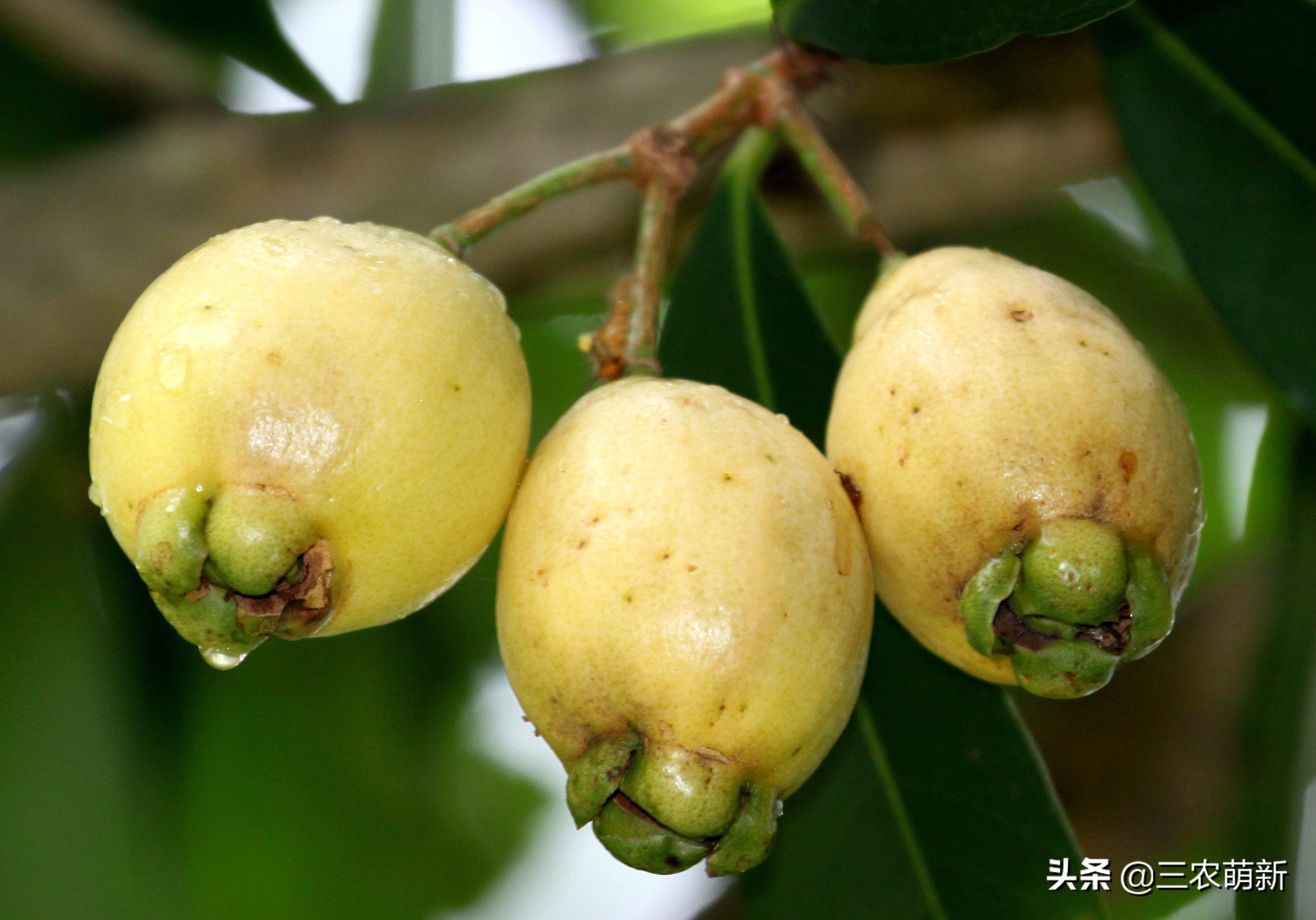 十大消失的水果,被遗忘的水果有哪些