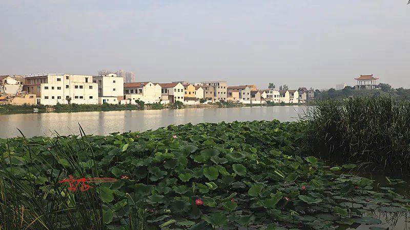 2022淮阳荷花节结束时间,看淮阳荷花节