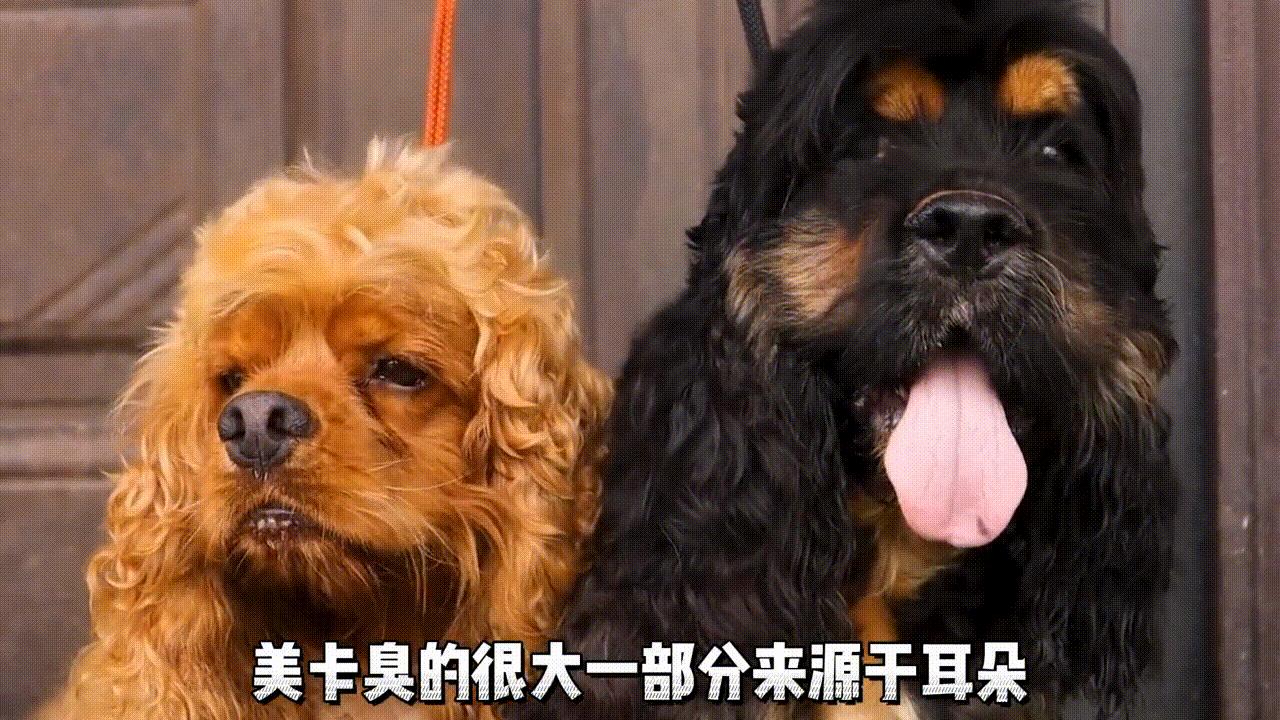 美国可卡犬建议养吗,美国可卡适合家养吗