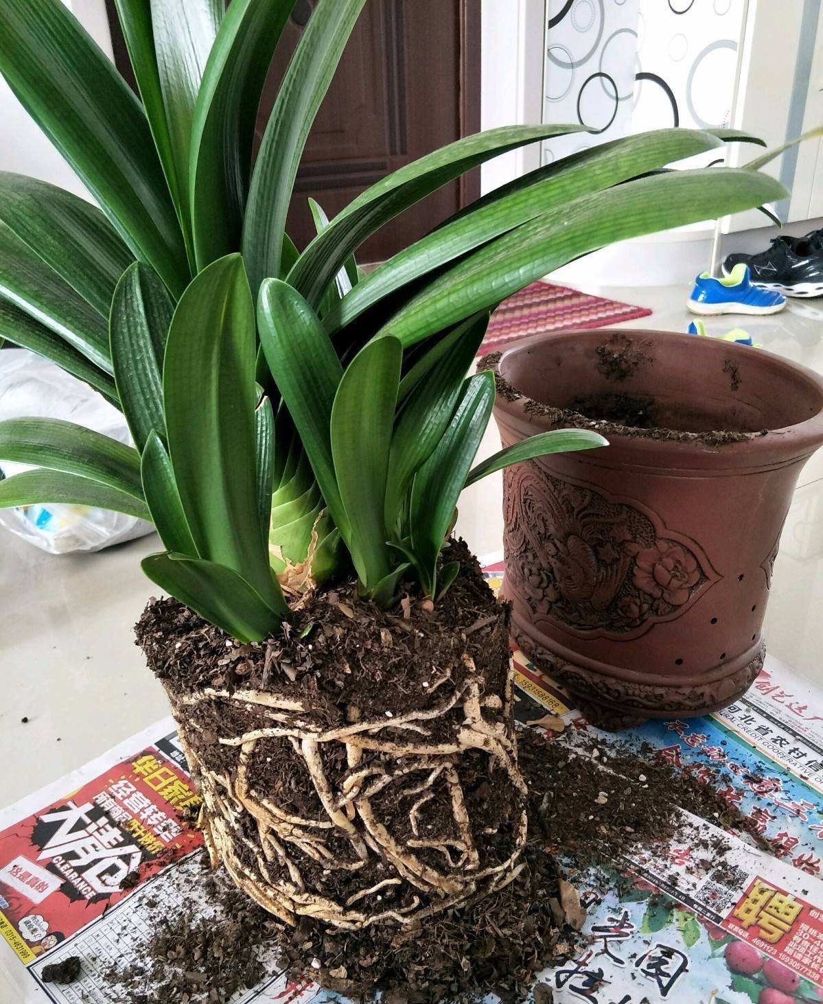 君子兰夏天怎么养才能更旺盛一些,君子兰夏季怎么养才能更旺盛