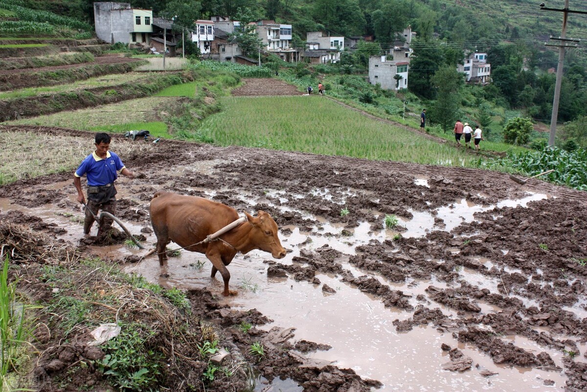 全家迁入设区的市承包地如何处理,迁户口后耕地怎么处理