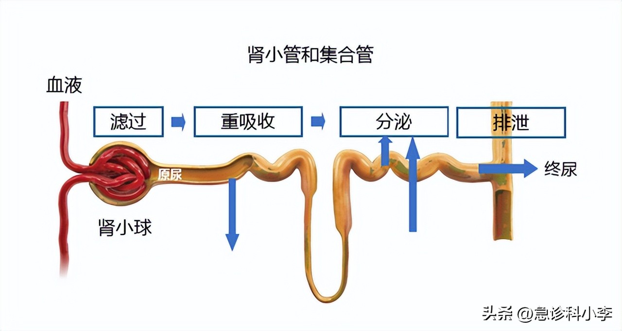 肾衰会小便次数多尿少吗,肾衰前兆