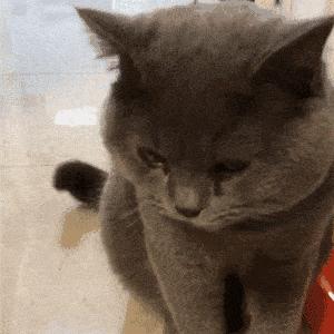 养蓝猫最忌主人什么行为,养蓝猫的7大禁忌