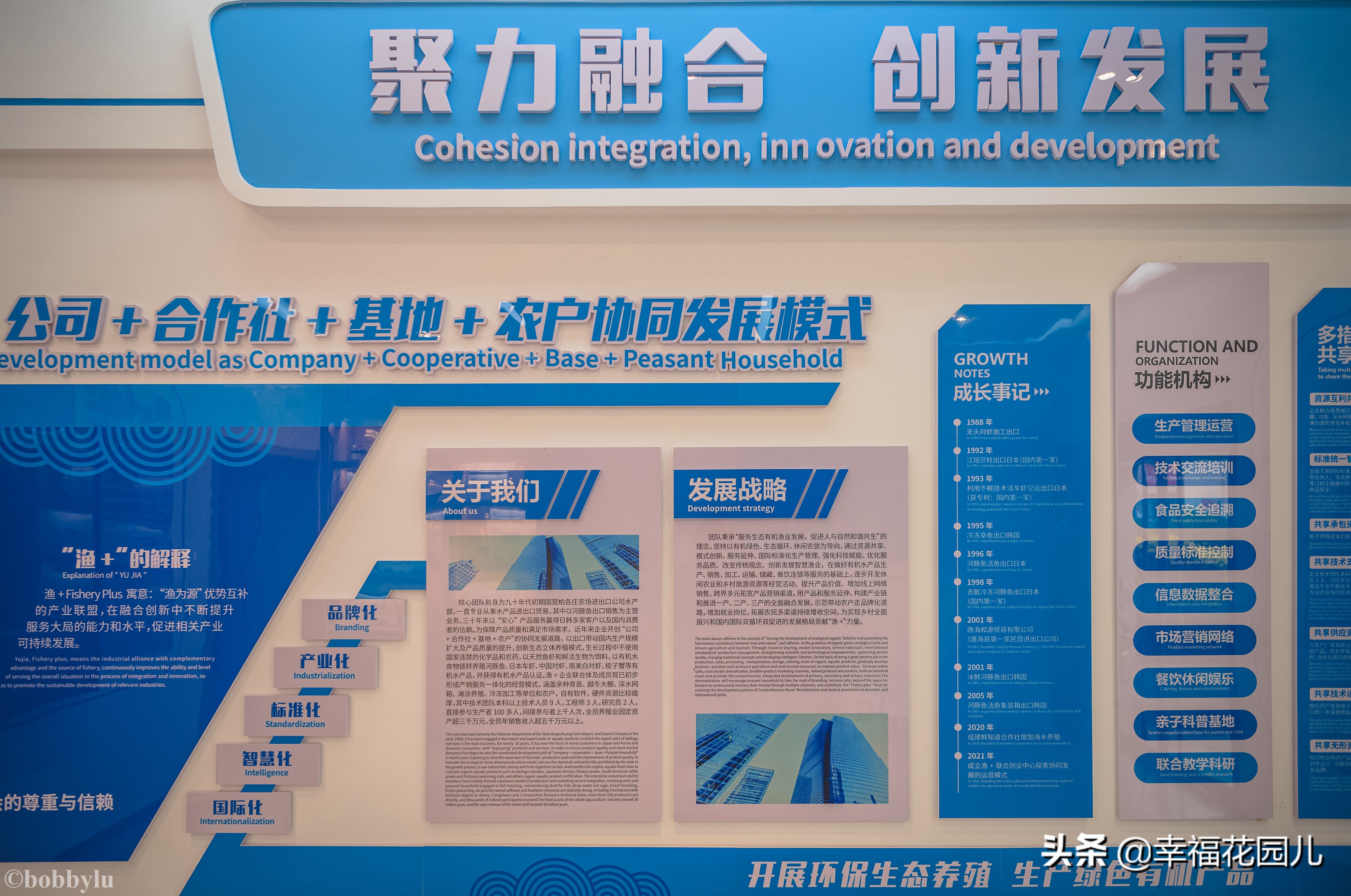 美味河豚有多金贵？养殖就有多娇贵！十里海河豚小镇探秘美食之源