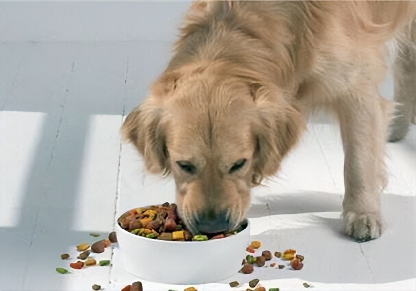 狗狗拉稀拉血嘴臭,狗狗吃了粑粑嘴臭