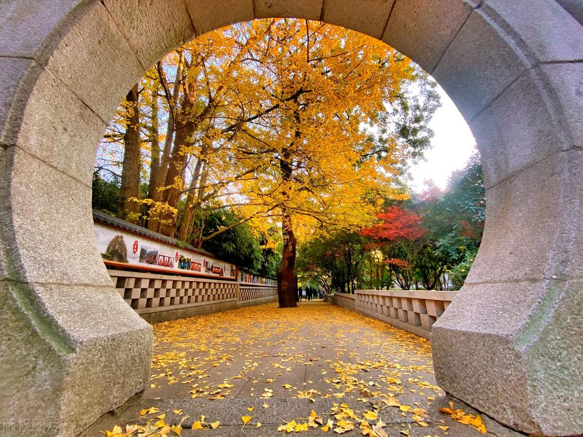 山东省AAAAA旅游景点,5a级景区排行榜山东附近