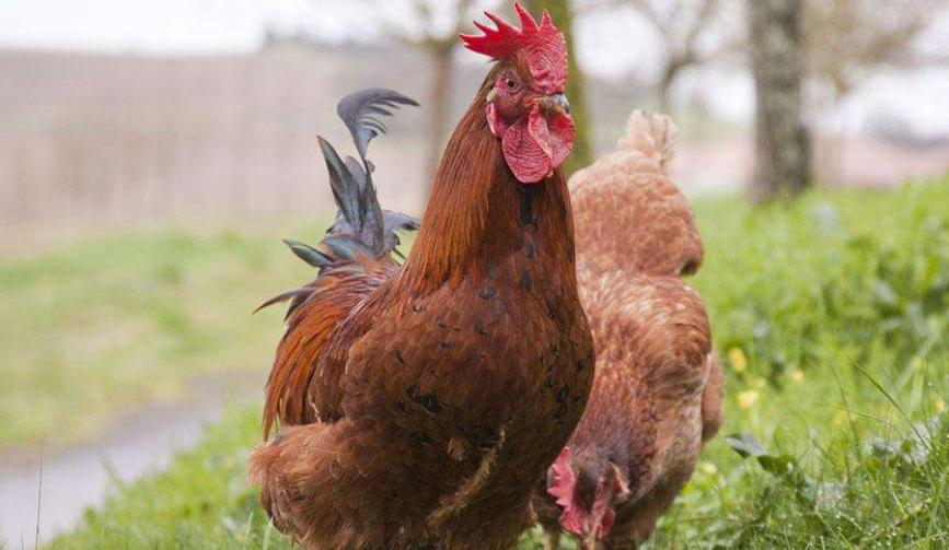 甭找了!气囊炎不同发病阶段(其治愈方案)都在这