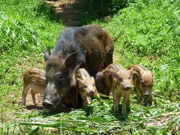 母猪生豹纹猪仔,母猪生下豹纹怪猪