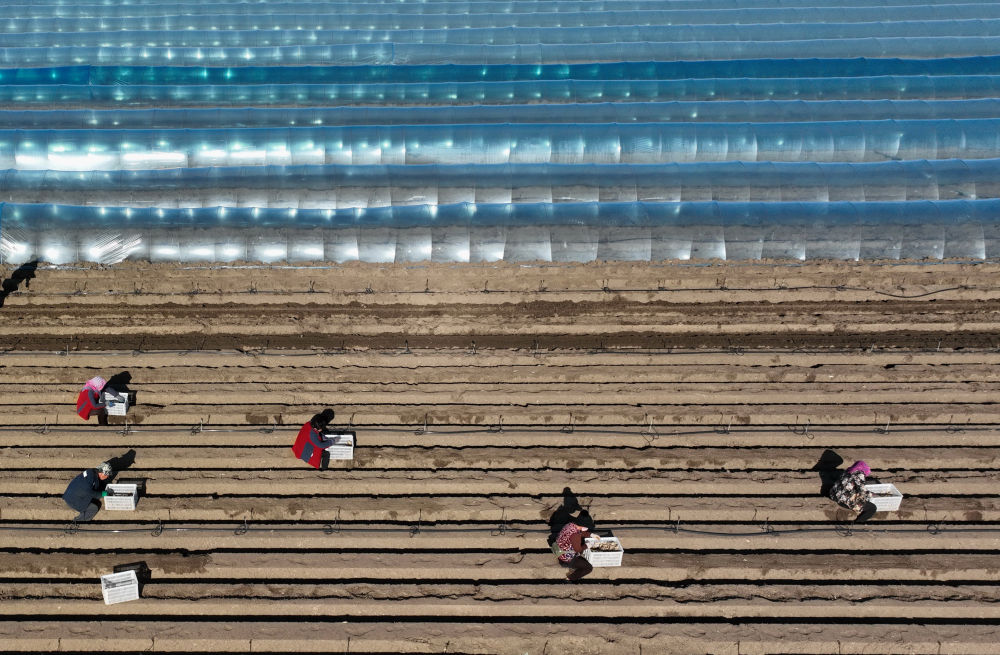 河北唐山生姜价格表,河北唐山冀东生姜之乡播种忙