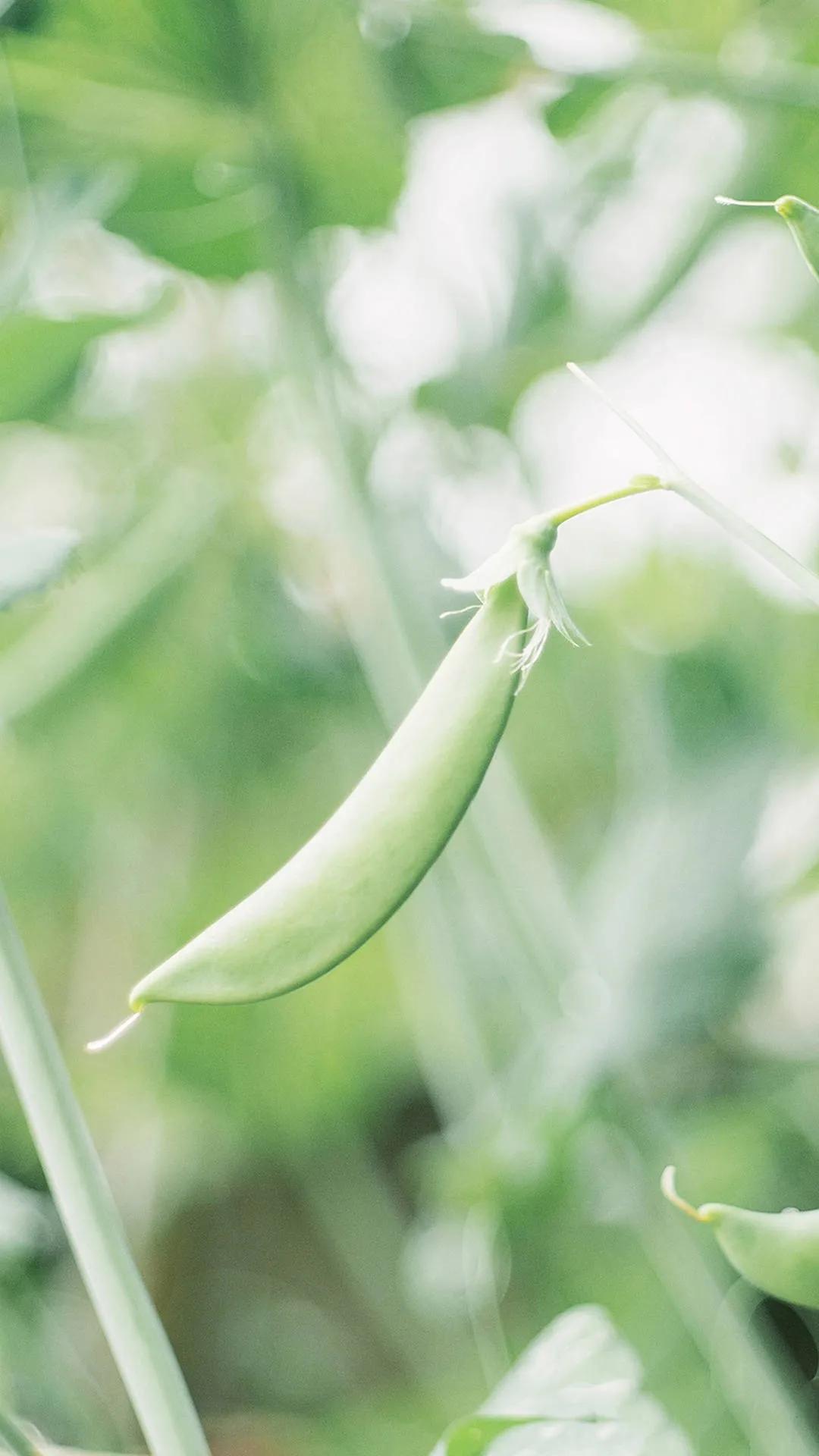 唯美手机壁纸高级感,唯美手机壁纸高清全面屏