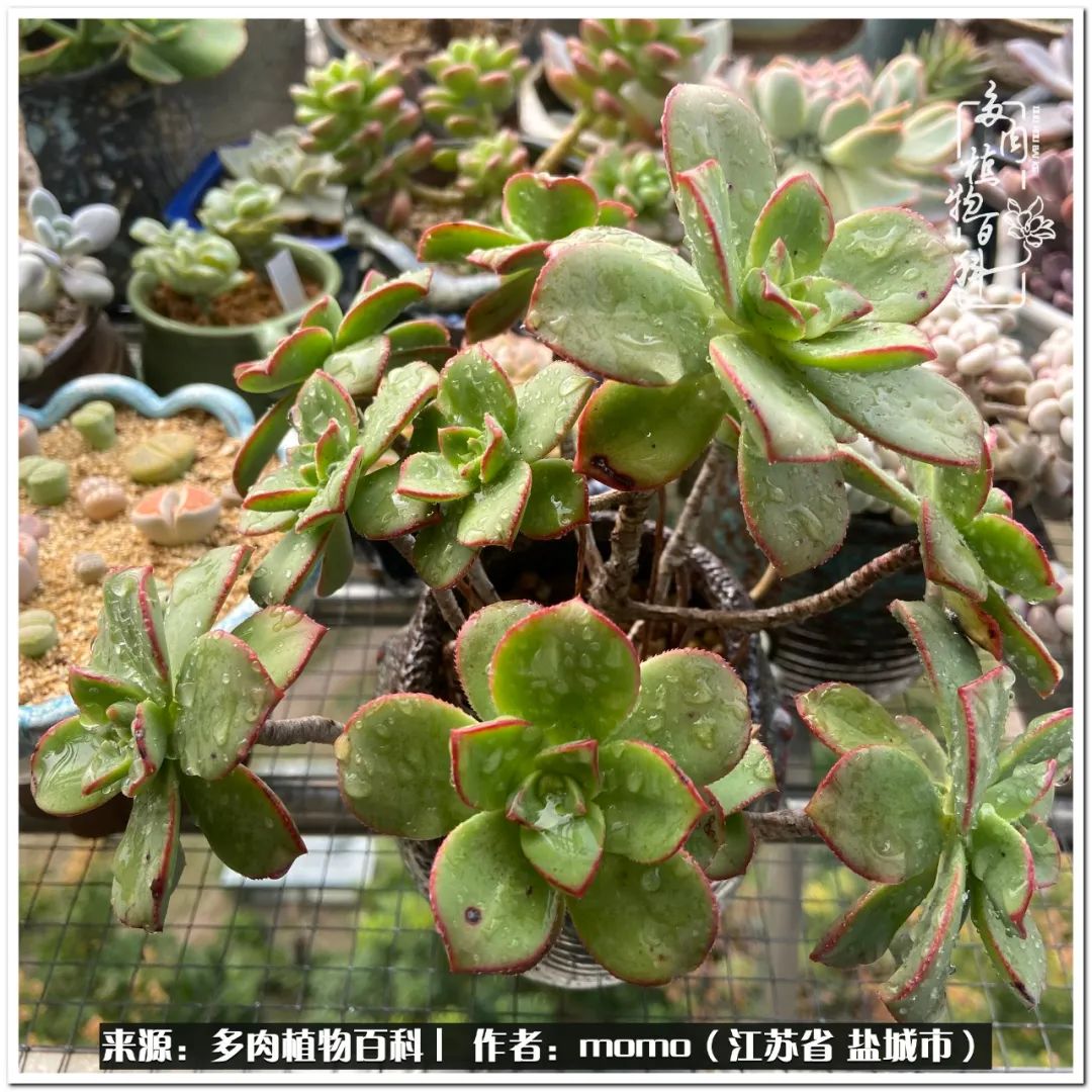 露养一个月的多肉图片,露养多肉春天外面过夜么