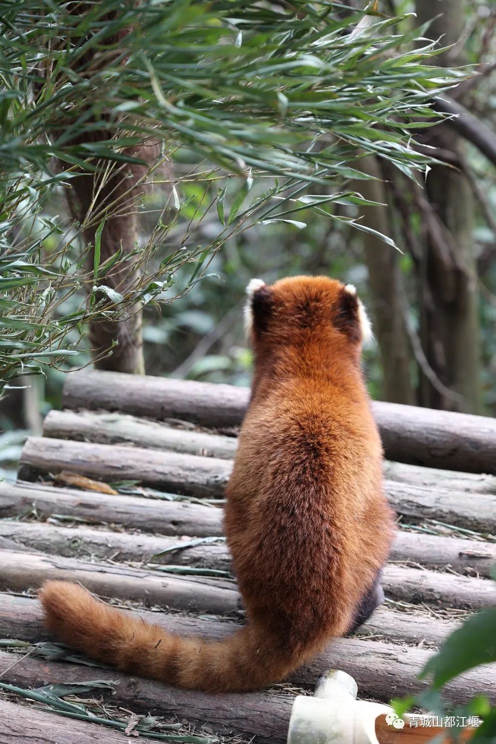 都江堰好玩的打卡地,好玩地方推荐适合带小孩都江堰
