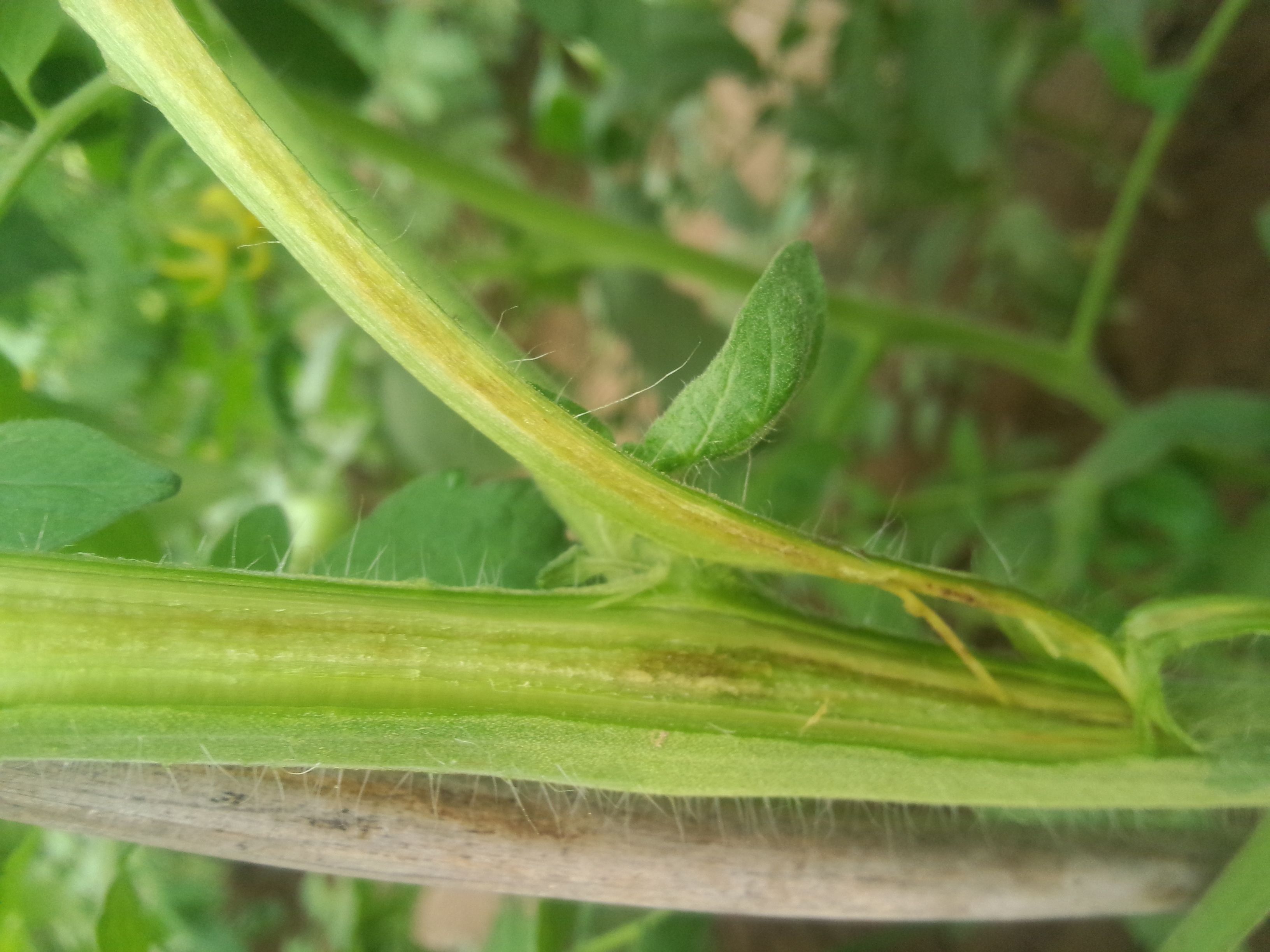 棉花黄萎病最佳治愈药,棉花枯萎病和棉花黄萎病